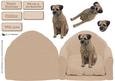 Border Terrier on a Chair