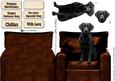 Black Labrador Sat on Chair