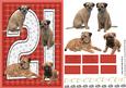 Border Terrier 21st Birthday Card