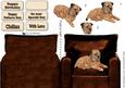 Border Terrier in an Armchair