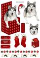 Siberian Husky in a Christmas Box