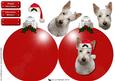 Scottish Terrier ,white,3D Decoupage