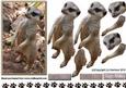 Meerkat 3D Decoupage