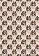 Shetland Sheepdog Portrait Background