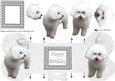 Bichon Frise 3D Decoupage Bone Shaped Card
