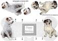 Jack Russell 3D Decoupage Bone Shaped Card