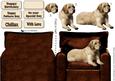Golden Labrador Arm Chair Card