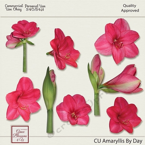 CU Amaryllis By Day
