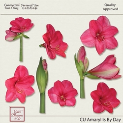 CU Amaryllis By Day