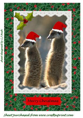 Merry Xmas from the Meerkats