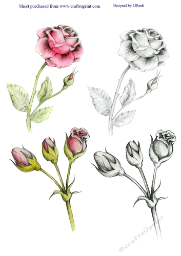 Beautiful Large Rose embellishments with line art.