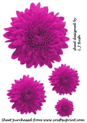 Crysanthimums in Purple