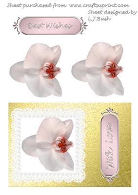 Beautiful Pink Orchid on Lace Panel Cardfront