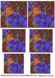 The Butterfly