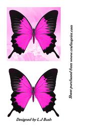 Pink Butterfly