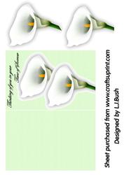 Cala White Lily Card