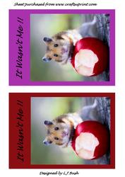 It Wasnt Me !! Hamster