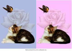 Purrfect 2 Quick Card Front