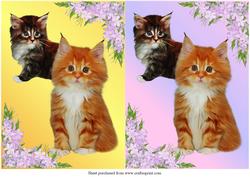 Forever Friends Quick Card Front