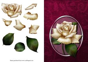 Cream Rose