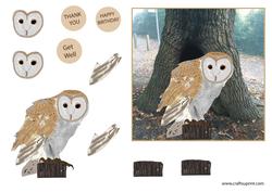 Barn Owl Card