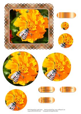 Marigold and Moth