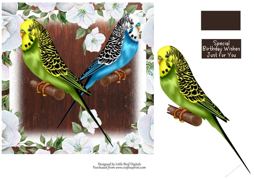Budgie Love 7x7 Quick Card