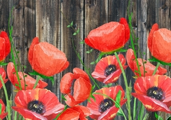 Poppies A4 Background