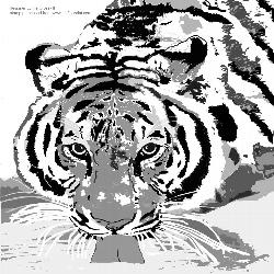 Tiger Drinking