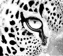 Eye of the Tiger