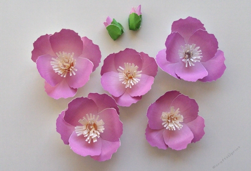 Cherry Blossom