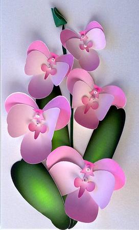 Orchid Plant