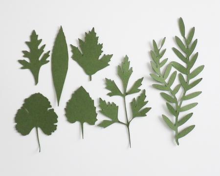 Leaves 1