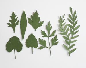 Leaves 1
