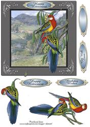 2 Australian Rosellas Card Front