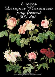 6 Vintage Roses, Png Files, Designer Resource
