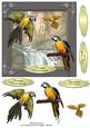 Colourful Birds Series - Quick Card 4