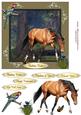 Horses and Birds 5 - Quick Card