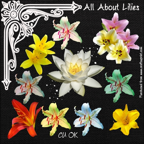 All About Lilies