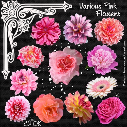Various Pink Flowers