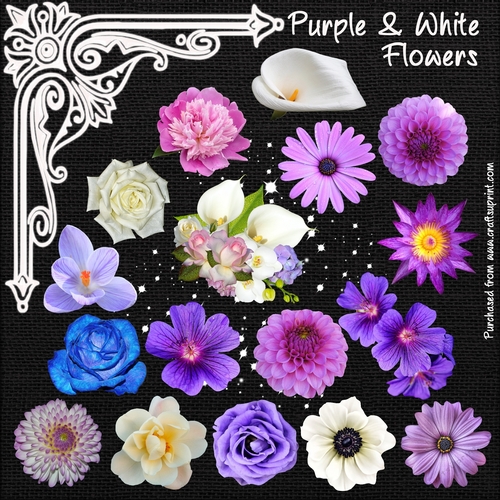 Purple & White Flowers