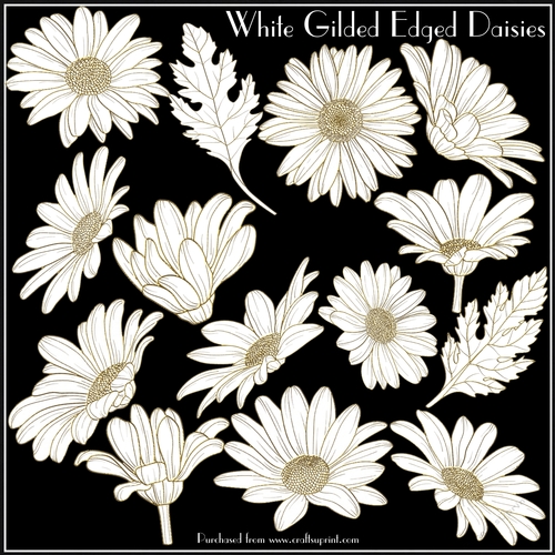White Gilded Edged Daisies