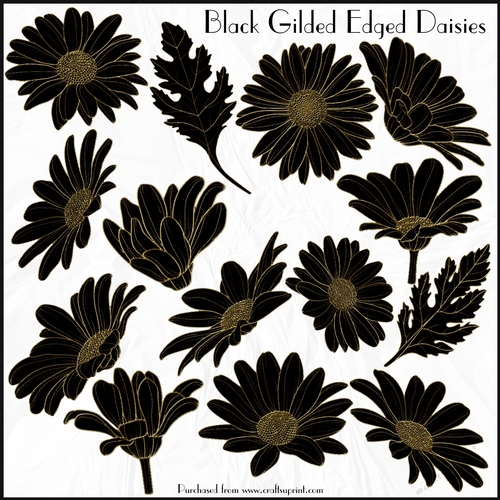 Black Gilded Edged Daisies