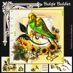 Budgie Buddies