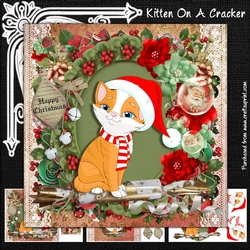 Kitten On A Cracker