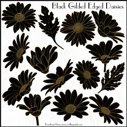 Black Gilded Edged Daisies