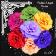 Faded Edged Roses