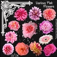 Various Pink Flowers