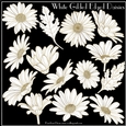 White Gilded Edged Daisies