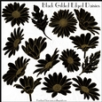 Black Gilded Edged Daisies
